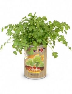 LATA CULTIVO SEMILLA CILANTRO