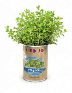 LATA CULTIVO SEMILLA OREGANO 2