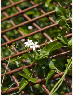 CELOSIA MIMBRE EXTENSIBLE