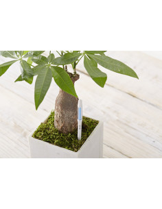 AVISADOR RIEGO SUS-TEE 2